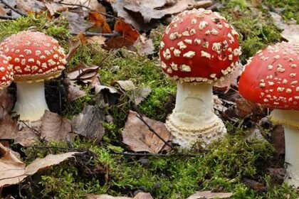 Fliegenpilz