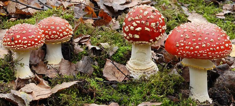 Fliegenpilz
